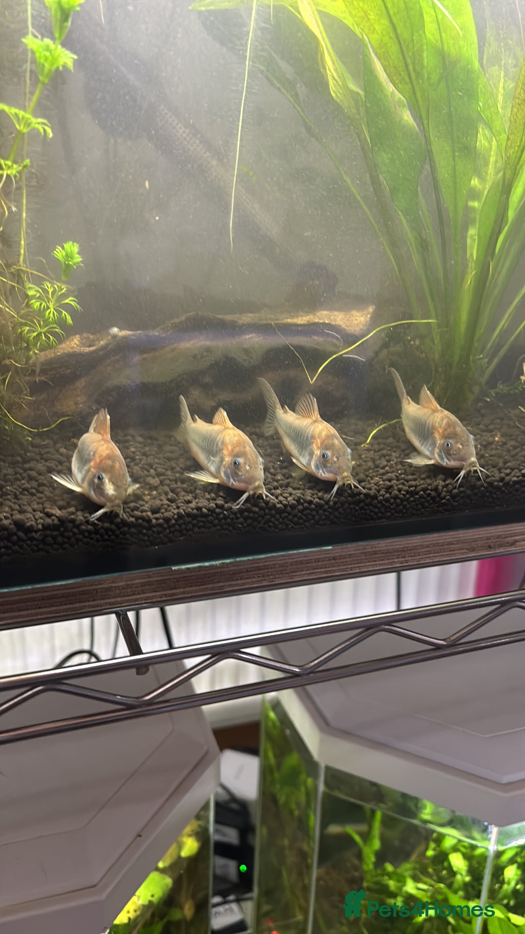 Corys fish for sale: albino x bronze cory dora babys - Image 1