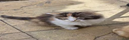 Mixed Breed cats for sale: She/her in Swindon - Advert 4