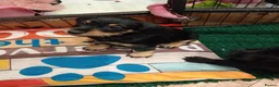 Mixed Breed dogs for sale: Miniature schnoxies  - Advert 7
