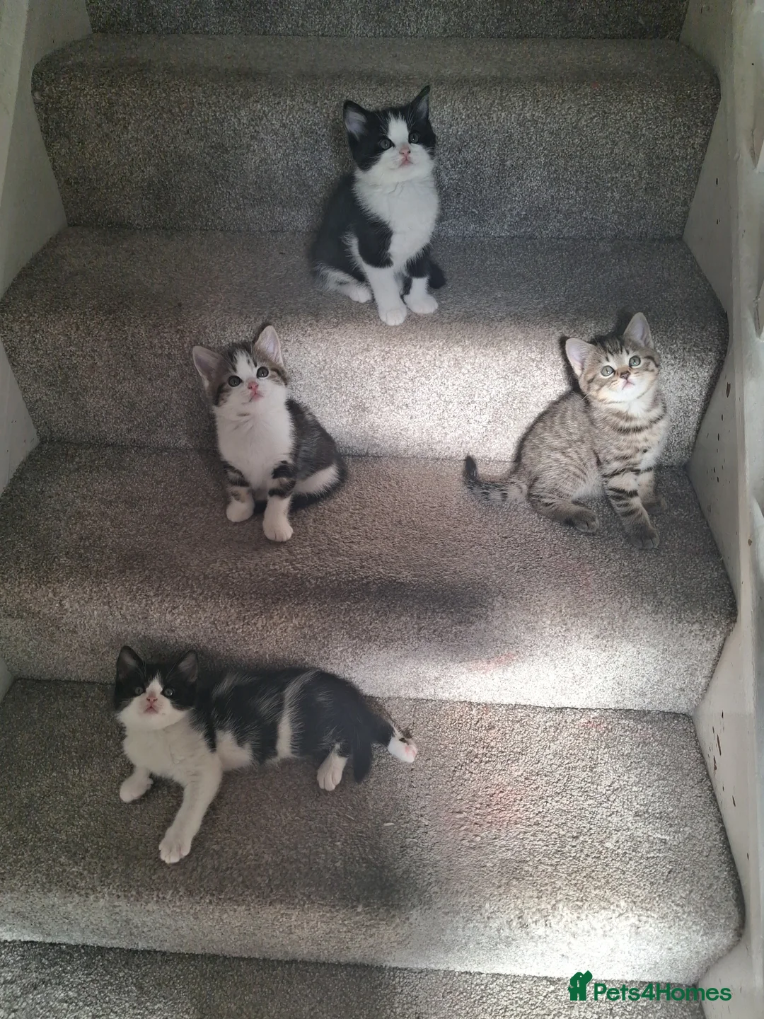 Mixed Breed cats for sale: British Shorthair x - Advert 1