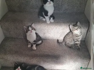 Mixed Breed cats British Shorthair x - Advert 8