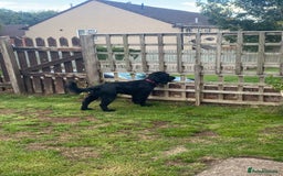 Mixed Breed dogs for sale: Sprocker spaniel cross - Image 3