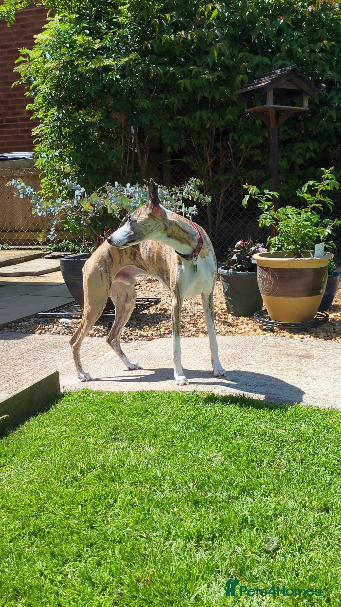 Whippet dogs Whippet for stud - Advert 11