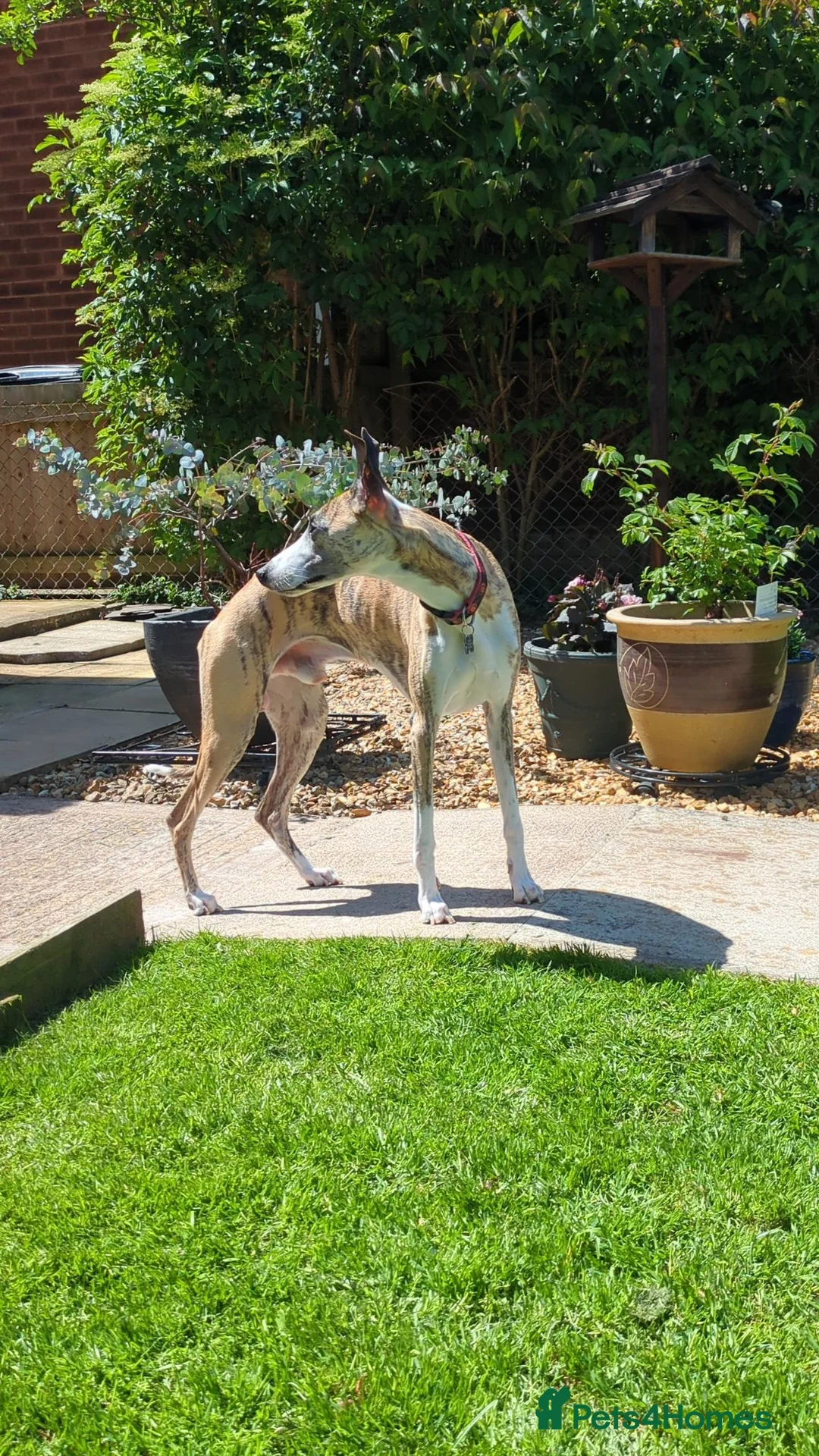 Whippet dogs for stud: Whippet for stud - Advert 1