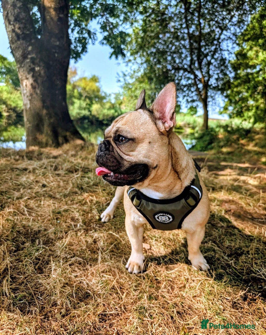 French Bulldog dogs for sale: Mixed (75%) French Bulldog Frenchie Puppies - Advert 8