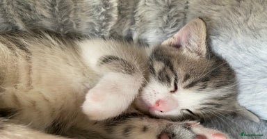 Mixed Breed cats - Advert 6