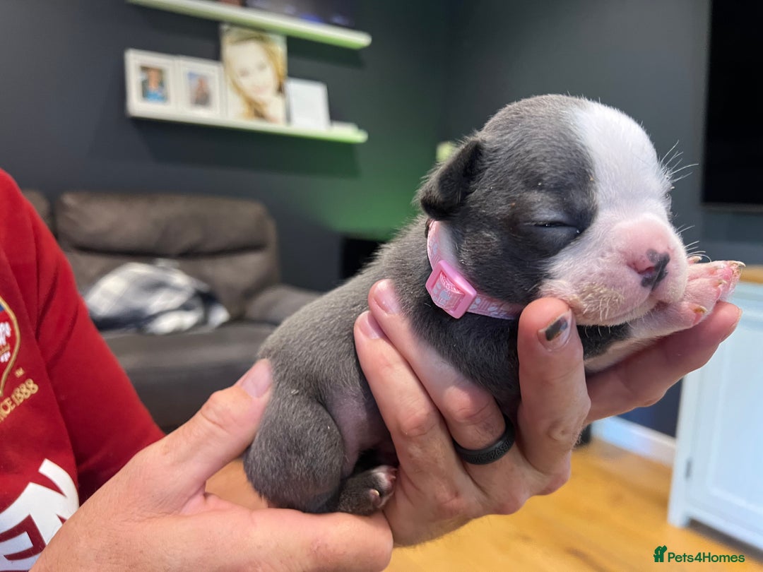 Boston Terrier dogs for sale: Boston terrier puppies - Image 35