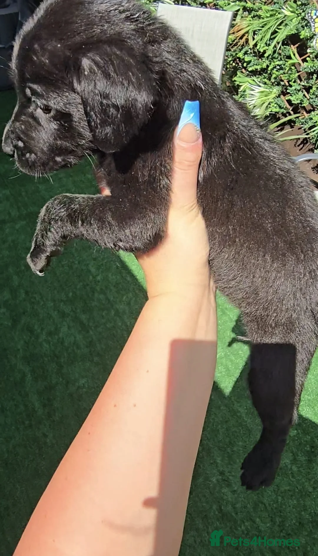 Labrador Retriever dogs for sale: Labrador puppy’s  - Advert 2