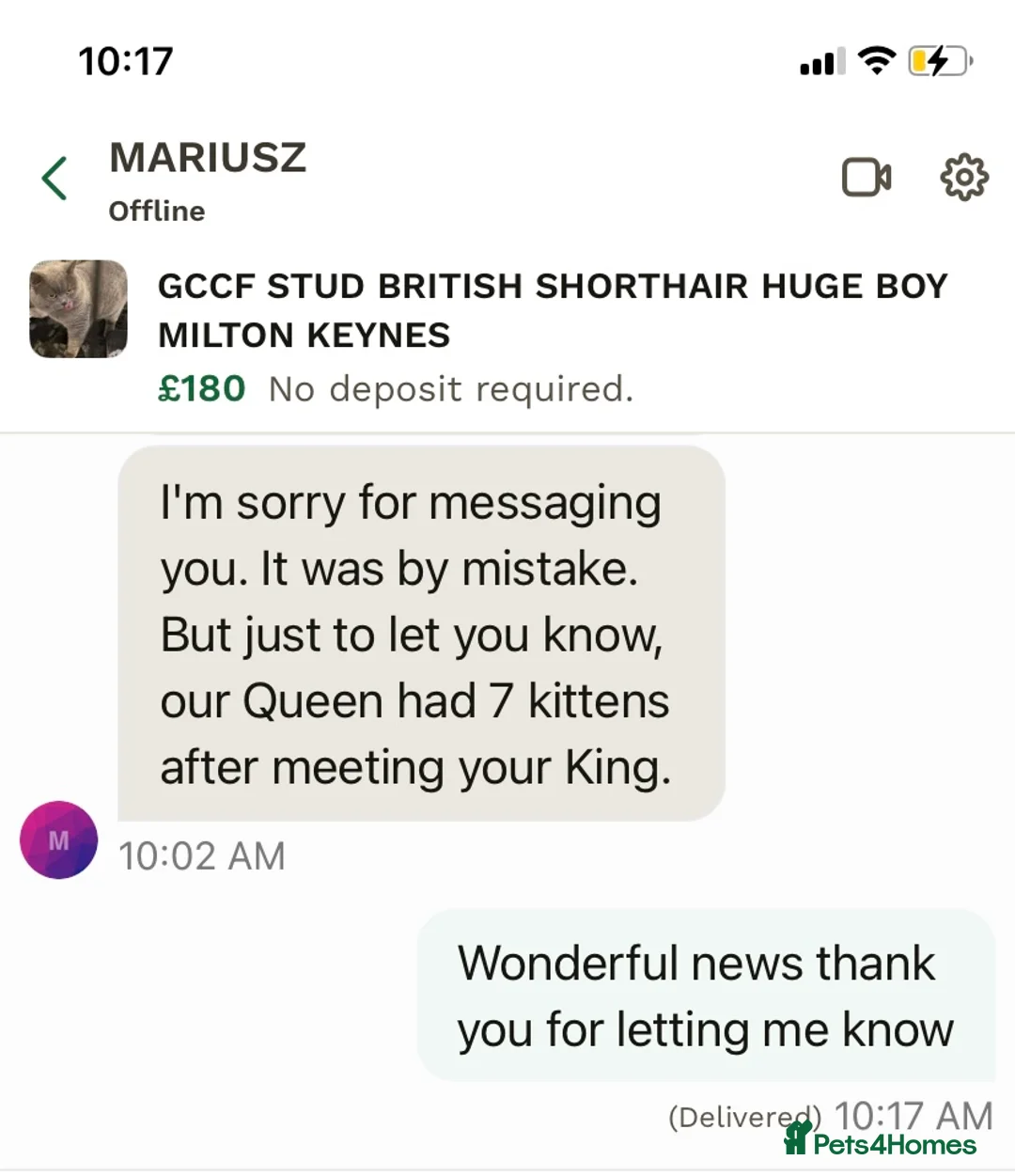 British Shorthair cats for stud: GCCF BRITISH SHORTHAIR STUD HUGE BOY MILTON KEYNES in Milton Keynes - Advert 9