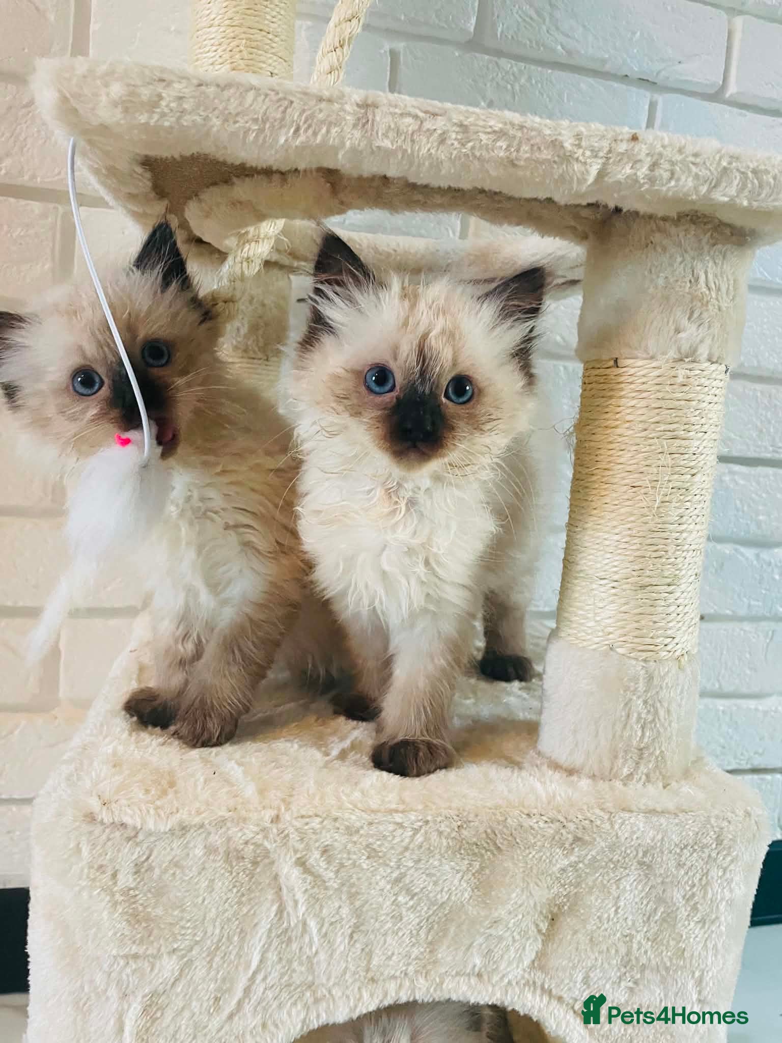 Ragdoll cats 6 pure Ragdoll kittens  - Advert 1