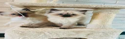 Ragdoll cats for sale: 6 pure Ragdoll kittens  in Paisley - Advert 1