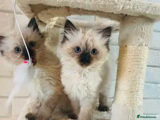 Ragdoll cats 6 pure Ragdoll kittens - Advert 10