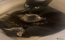 Mixed Breed cats for sale: Three tabby cats.  - Image 9