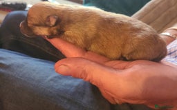 Pomeranian dogs for sale: Pomeranian puppies  - Image 10