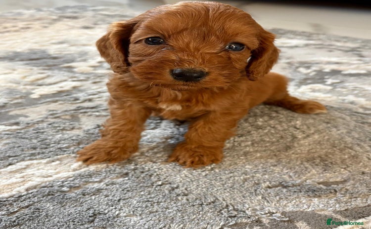 Cockapoo dogs - Advert 3