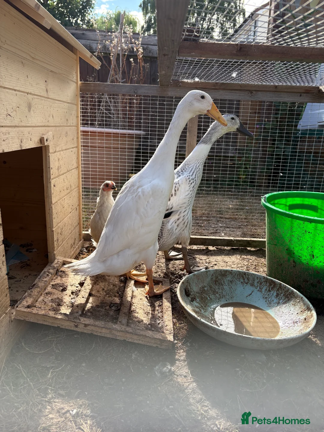 Ducks poultry for sale: Two Indian runner duck females - Advert 2