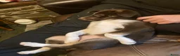Border Collie dogs for sale: Girl Border collie pup - Advert 2