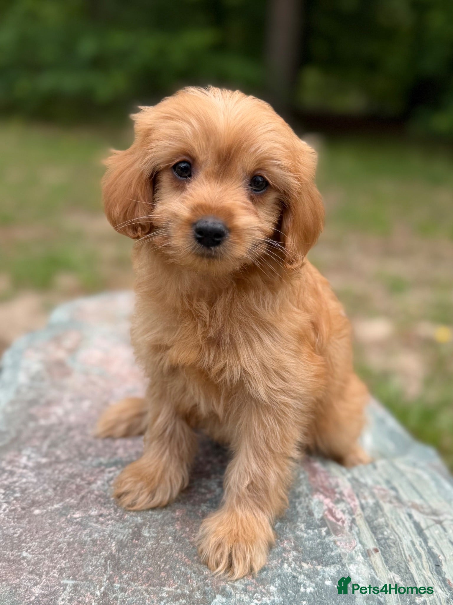 Cavapoo dogs £995 *Last few remaining.  - Advert 1