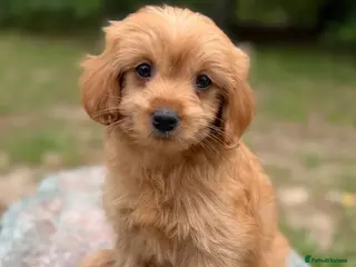 Cavapoo dogs £995 *Last few remaining. - Advert 1