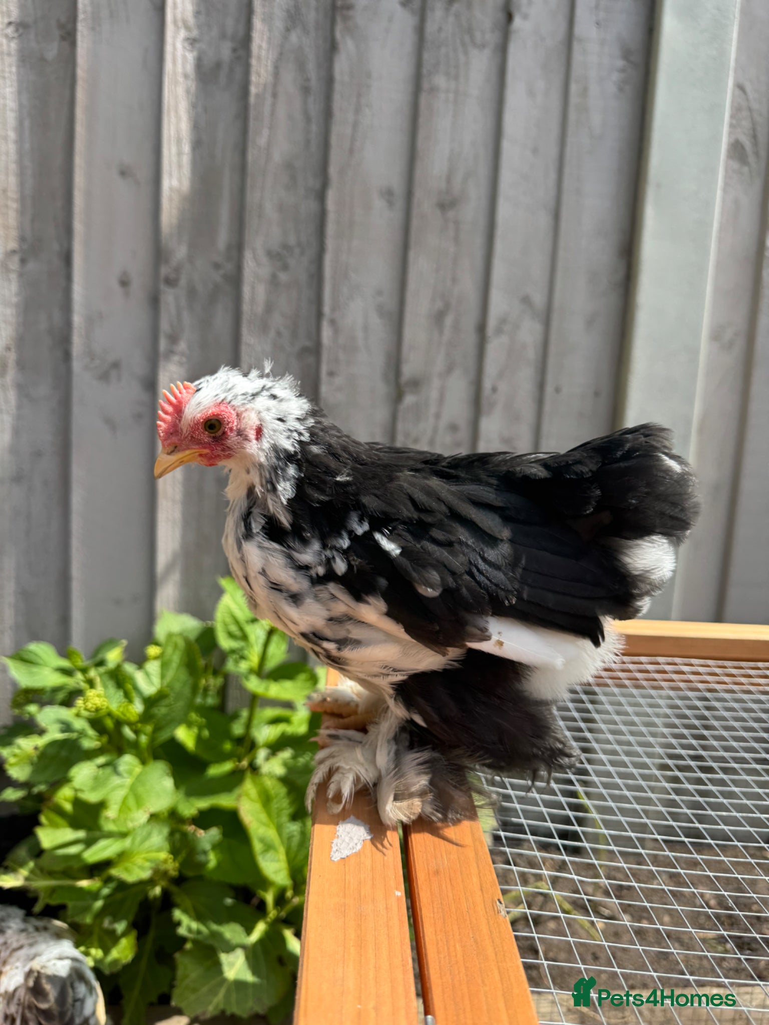 Chickens poultry Beautiful Pekin Bantam Cockerel - Advert 8