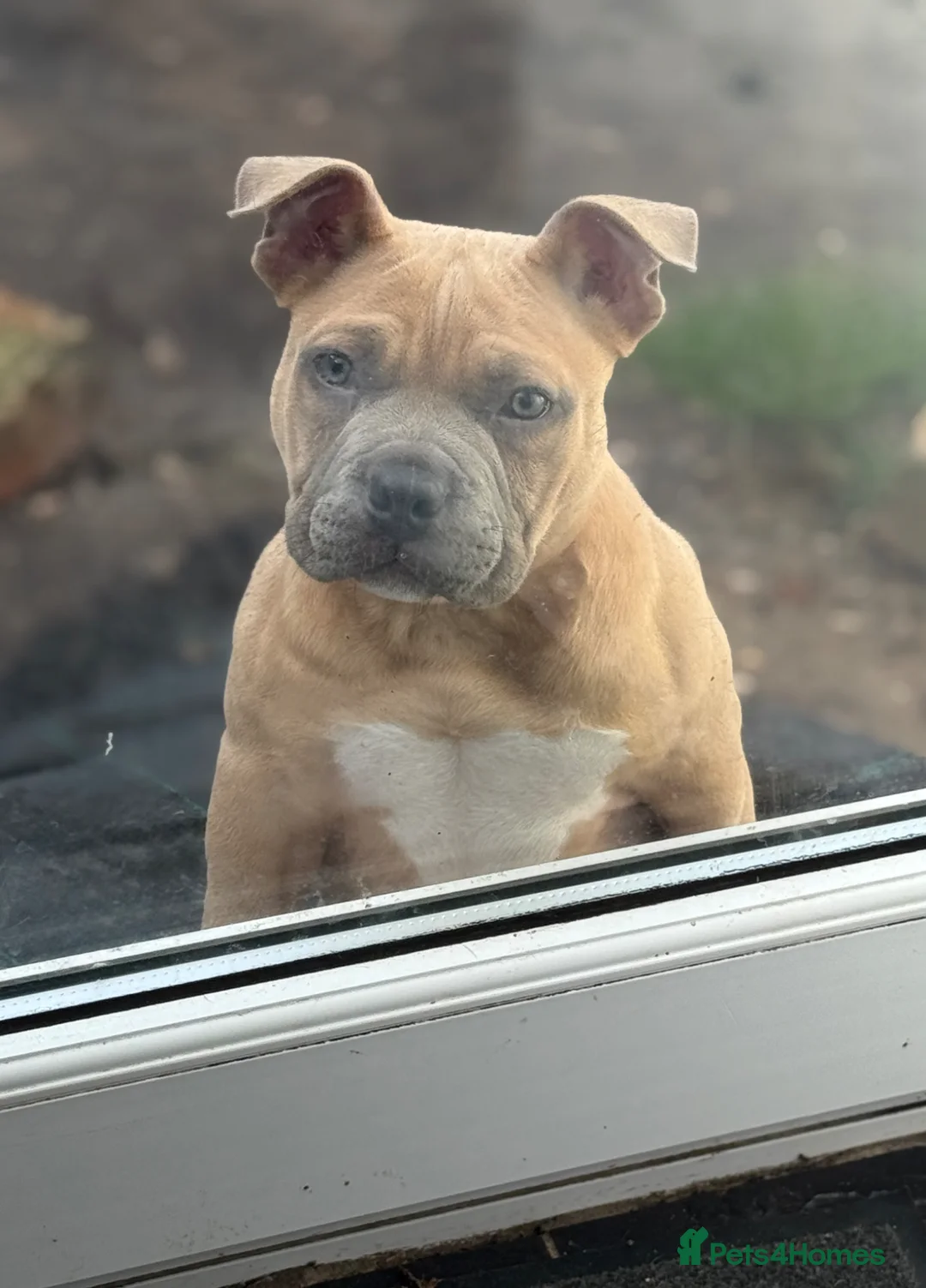 American Bully dogs for sale: 20 week old pocket bully puppy - Advert 1