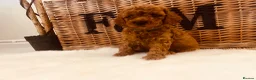 Cavapoo dogs for sale: F1b Deep Red curly coat toy Cavapoo pups 🐾 - Advert 18