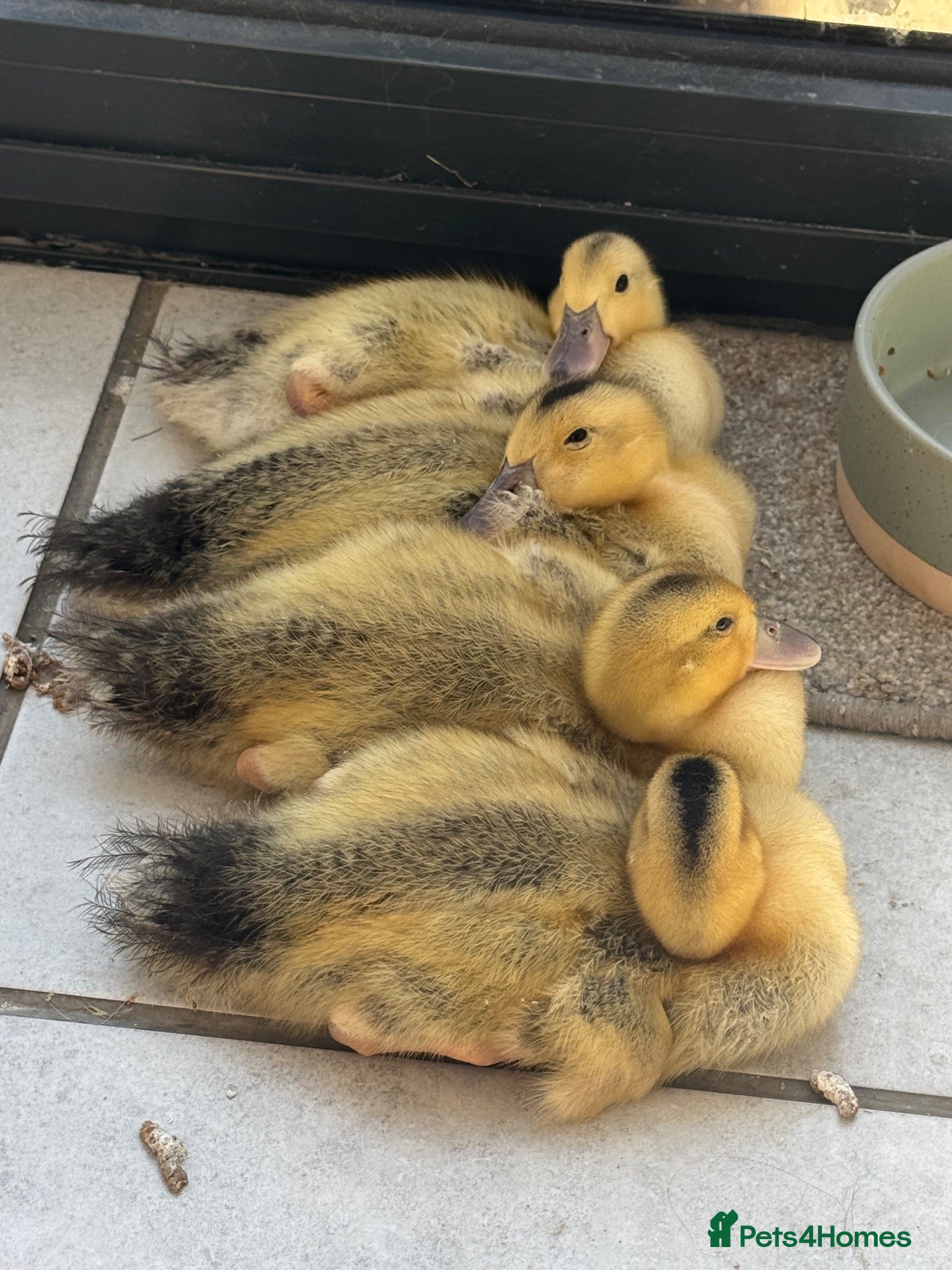 Ducks poultry Beautiful Miniature Silver Appleyard ducklings - Advert 3