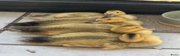 Ducks poultry for sale: Beautiful Miniature Silver Appleyard ducklings - Advert 1