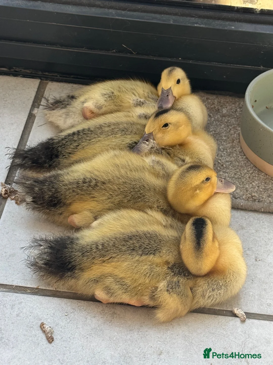 Ducks poultry for sale: Beautiful Miniature Silver Appleyard ducklings - Advert 1