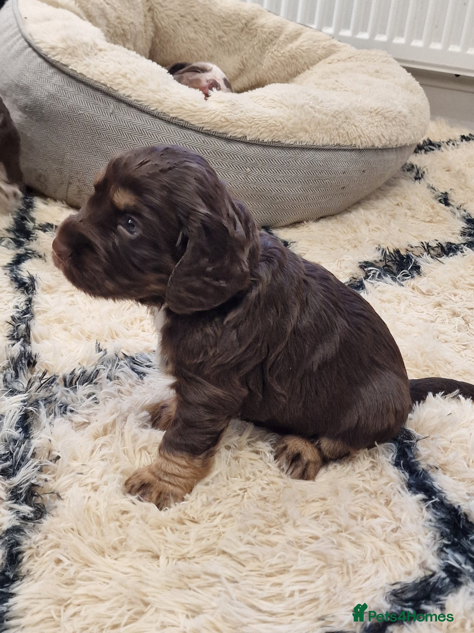 Cocker Spaniel dogs Stunning working cocker spaniels  - Advert 1