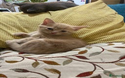 Mixed Breed cats for sale: 3 2 month old TORTIE x BRITISH SHORTHAIR KITTENS - Image 6