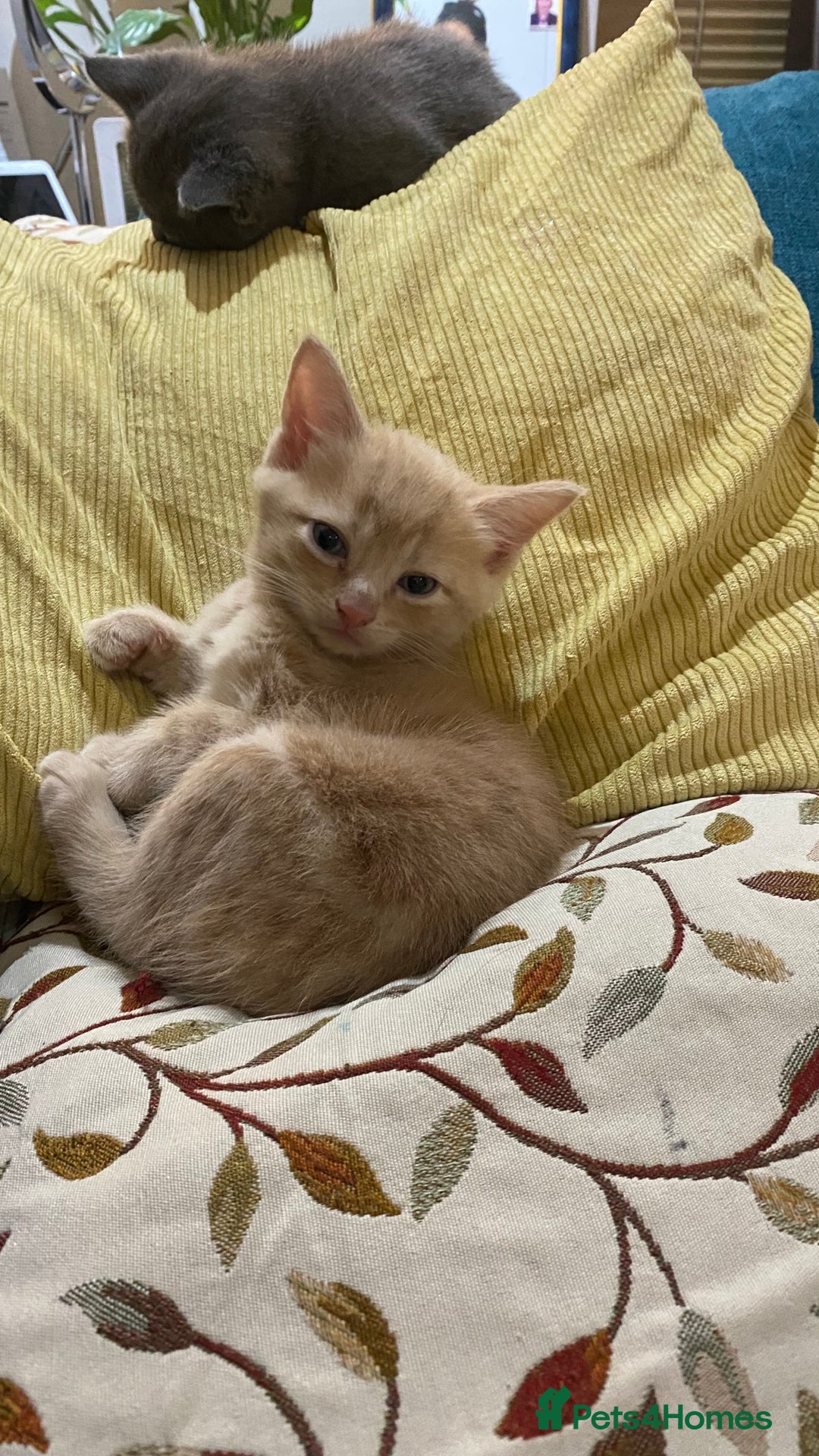 Mixed Breed cats for sale: 3 2 month old TORTIE x BRITISH SHORTHAIR KITTENS - Image 6