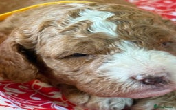 Mixed Breed dogs for sale: Australian Labradoodle  - Image 9