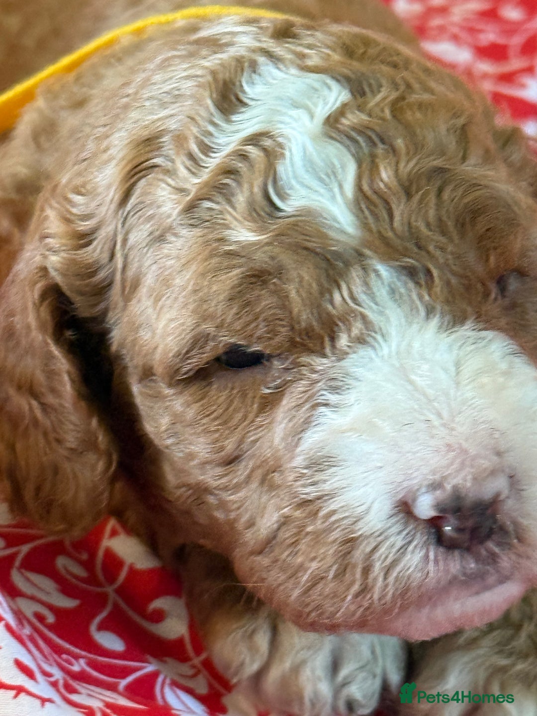 Mixed Breed dogs for sale: Australian Labradoodle  - Image 9