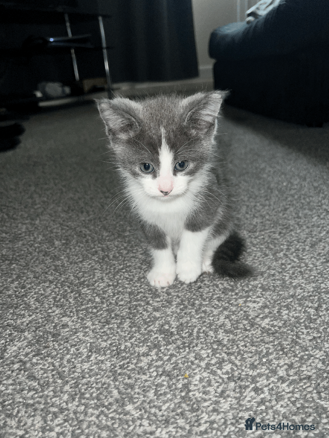 Domestic Shorthair cats for sale: Loving Home-Raised Kittens for Sale - Read Discrip - Image 10