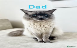 Ragdoll cats for sale: Ragdoll kittens  - Image 8