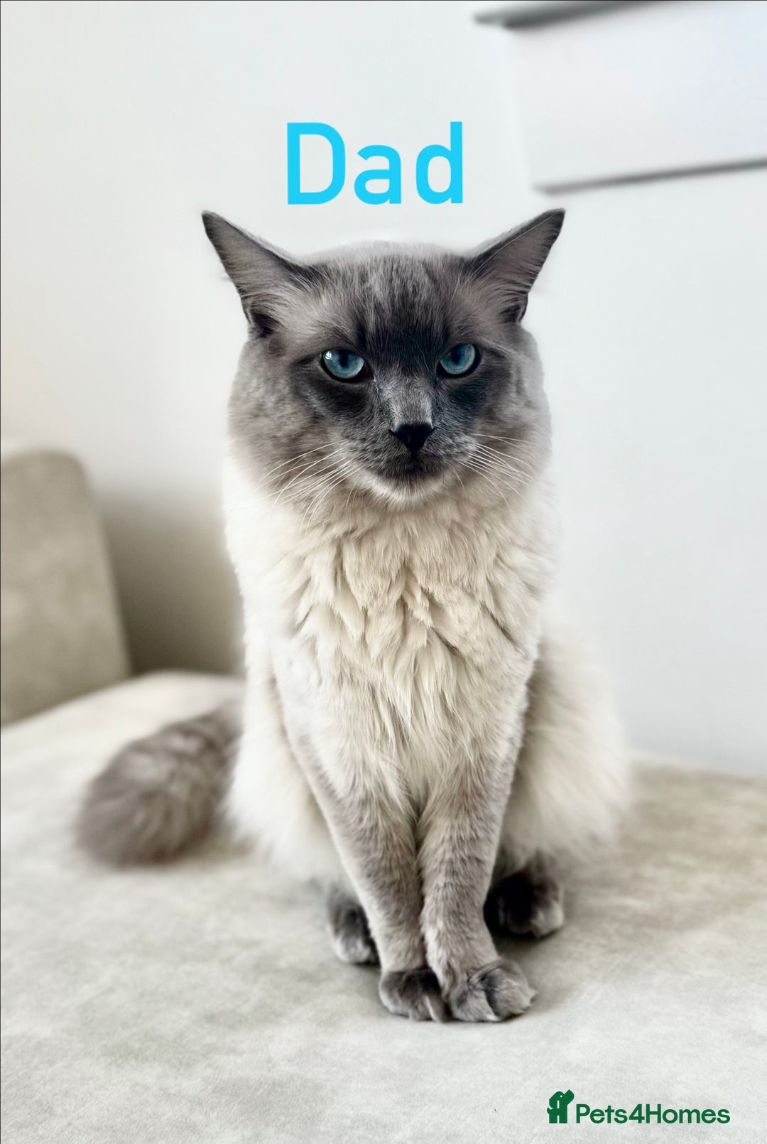 Ragdoll cats for sale: Ragdoll kittens  - Image 8