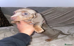 Miniature Dachshund dogs for sale: ❤️5 Mini Dachshunds ready for their new homes❤️ - Image 8