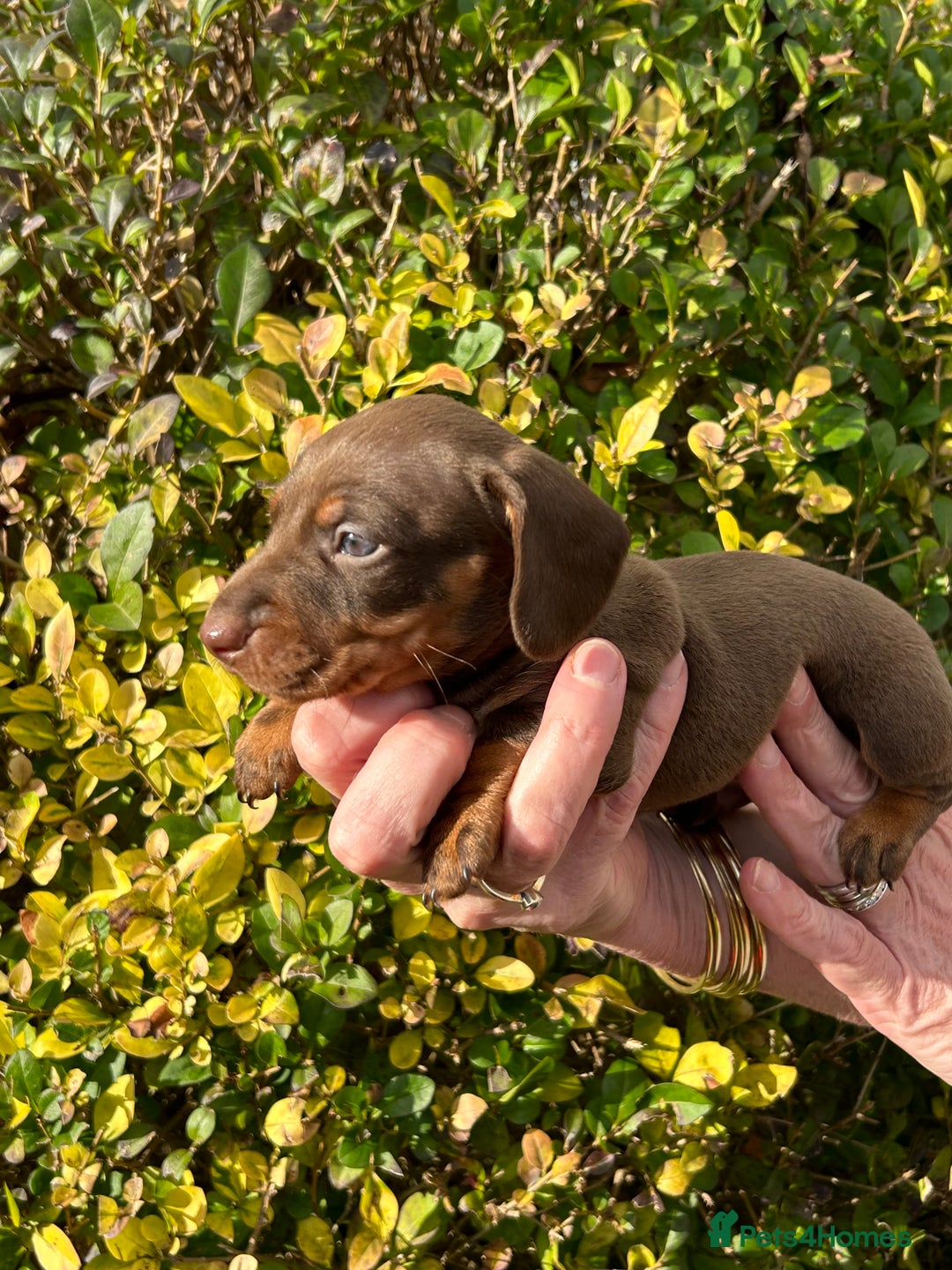 Miniature Dachshund dogs for sale: Kc reg mini dachshunds - Image 20