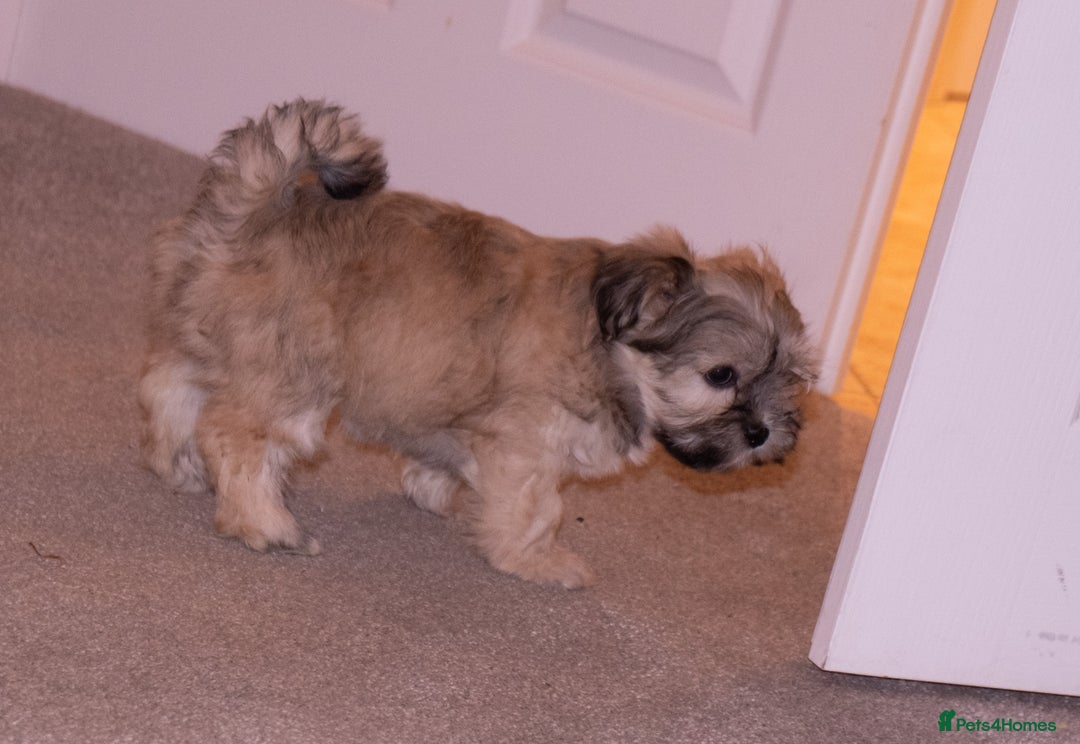 Lhasa Apso dogs for sale: Adorable Lhasa Apso Puppies full pedigree - Advert 4