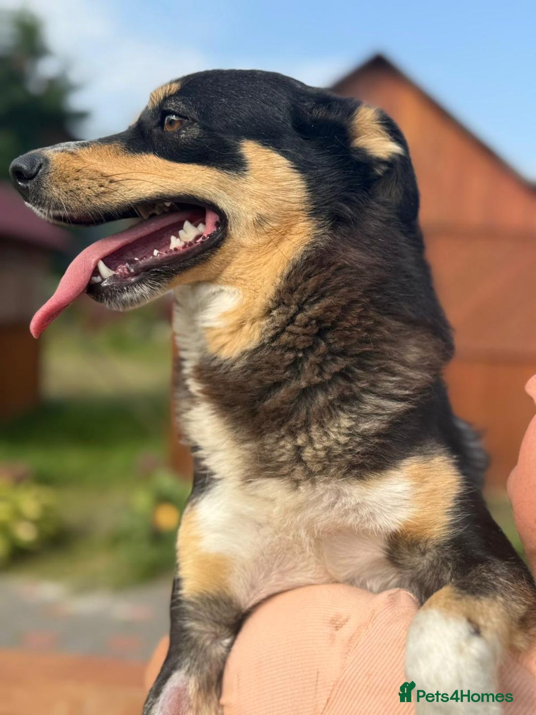 Mixed Breed dogs for adoption: 💖🐶 AZIA 🐶💖 - Image 6