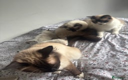 Ragdoll cats for sale: Ragdoll kittens - Image 6