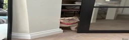 French Bulldog dogs for sale: Miss Bella - Advert 4