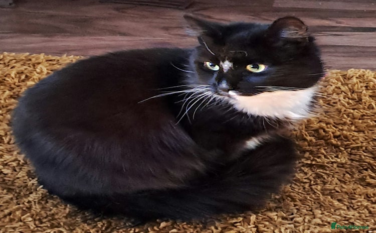 Mixed Breed cats Mainecoon cross - Teddy  - Advert 10