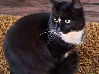 Mixed Breed cats Maine coon cross - Teddy - Advert 13