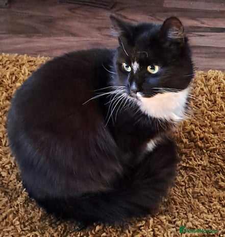 Mixed Breed cats Mainecoon cross - Teddy - Advert 10