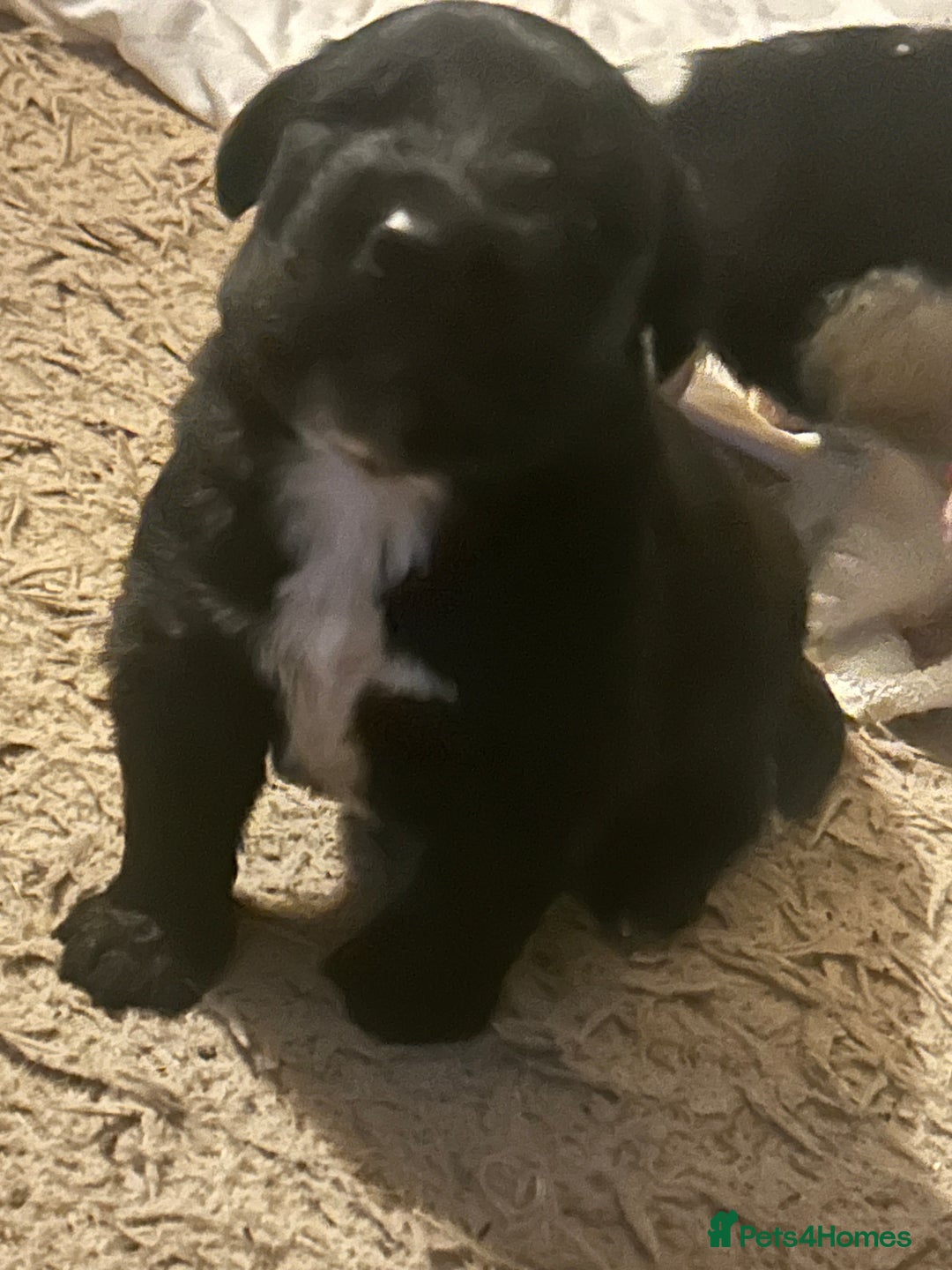 Mixed Breed birds for sale: Newfoundland/st Bernard puppies  - Advert 5