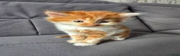 Mixed Breed cats for sale: Ginger fluffy boy - Advert 9