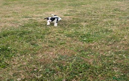 English Springer Spaniel dogs for sale: 8week old springer spaniels - Image 3