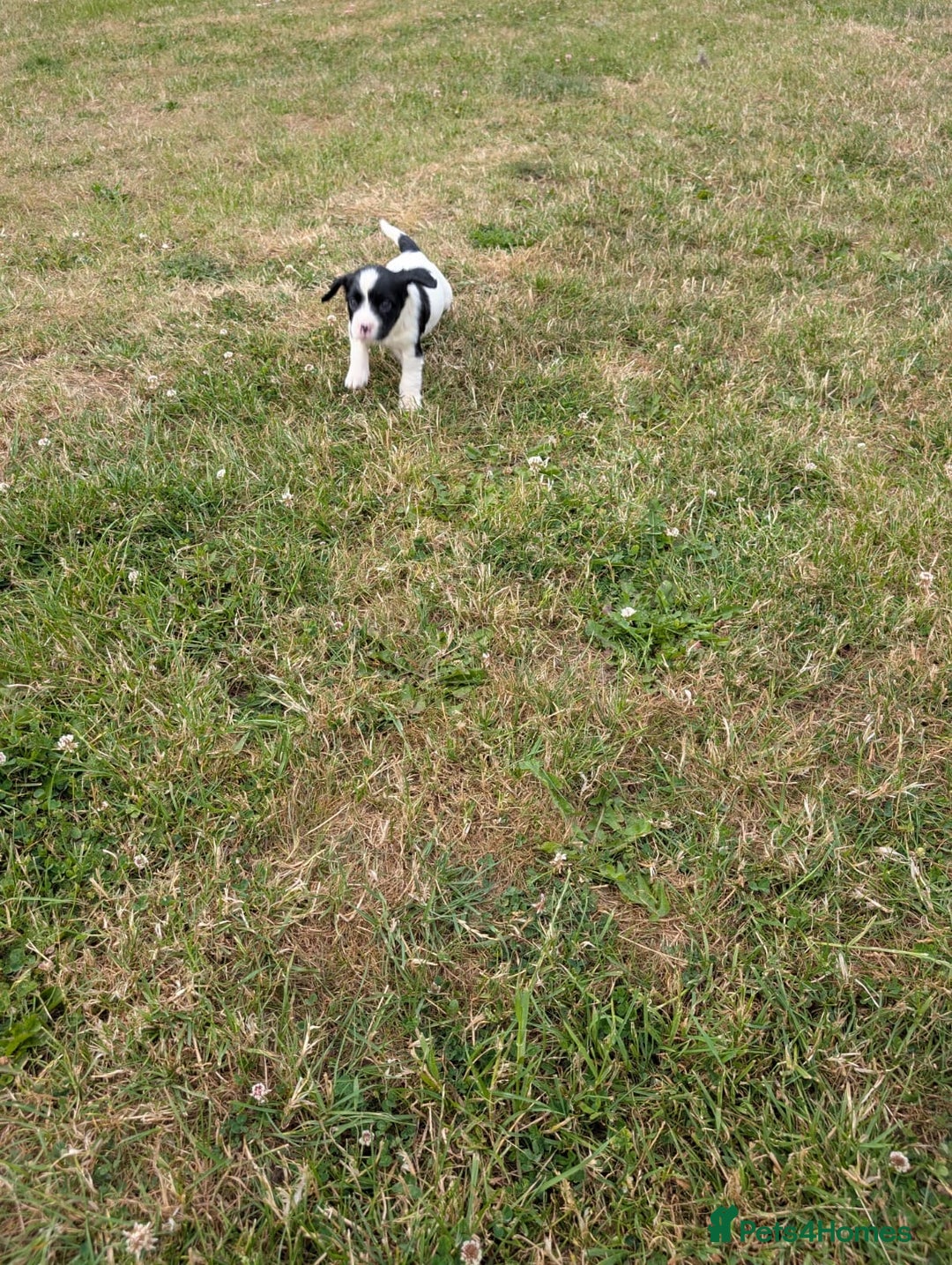 English Springer Spaniel dogs for sale: 8week old springer spaniels - Image 3